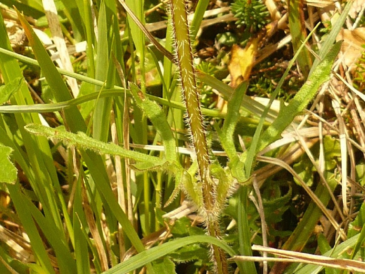 Prunella hastifolia (var. pinnatifida) (Lamiaceae)